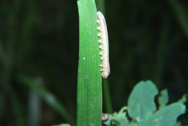 larva di Tenthredinidae